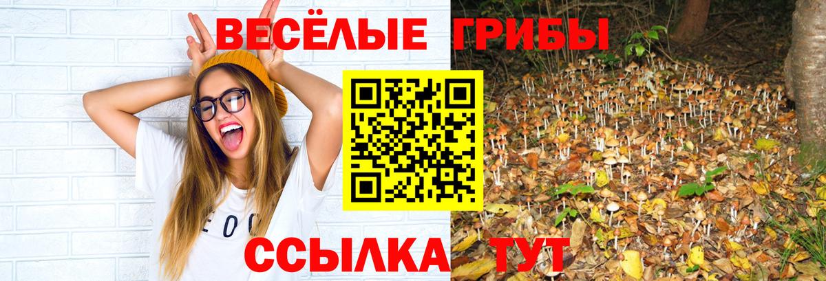 Нарткала  Псилоцибиновые грибы Cubensis  Вход с VPN 